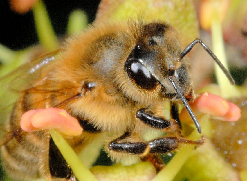 Le mie amiche api, sirfide e mosca